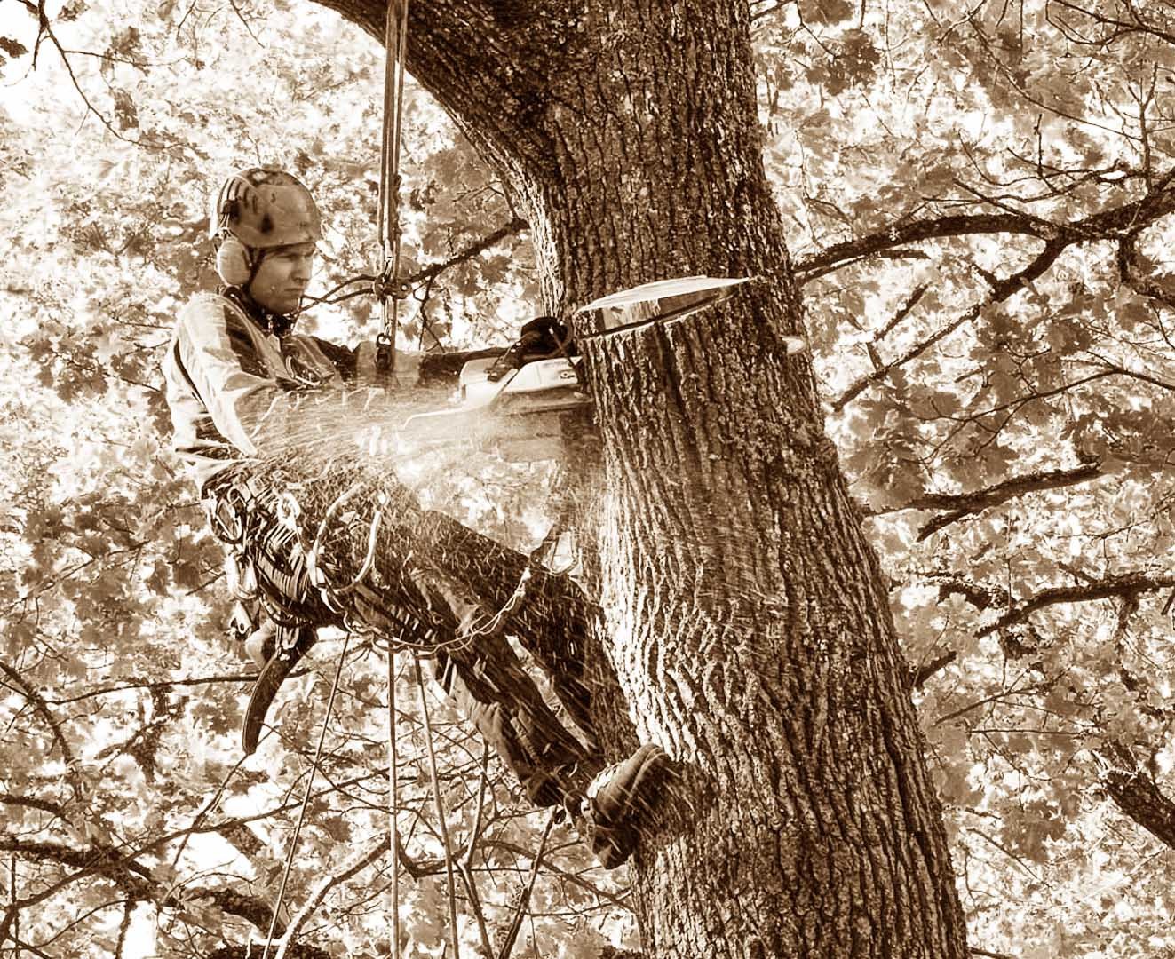 Арбористика 