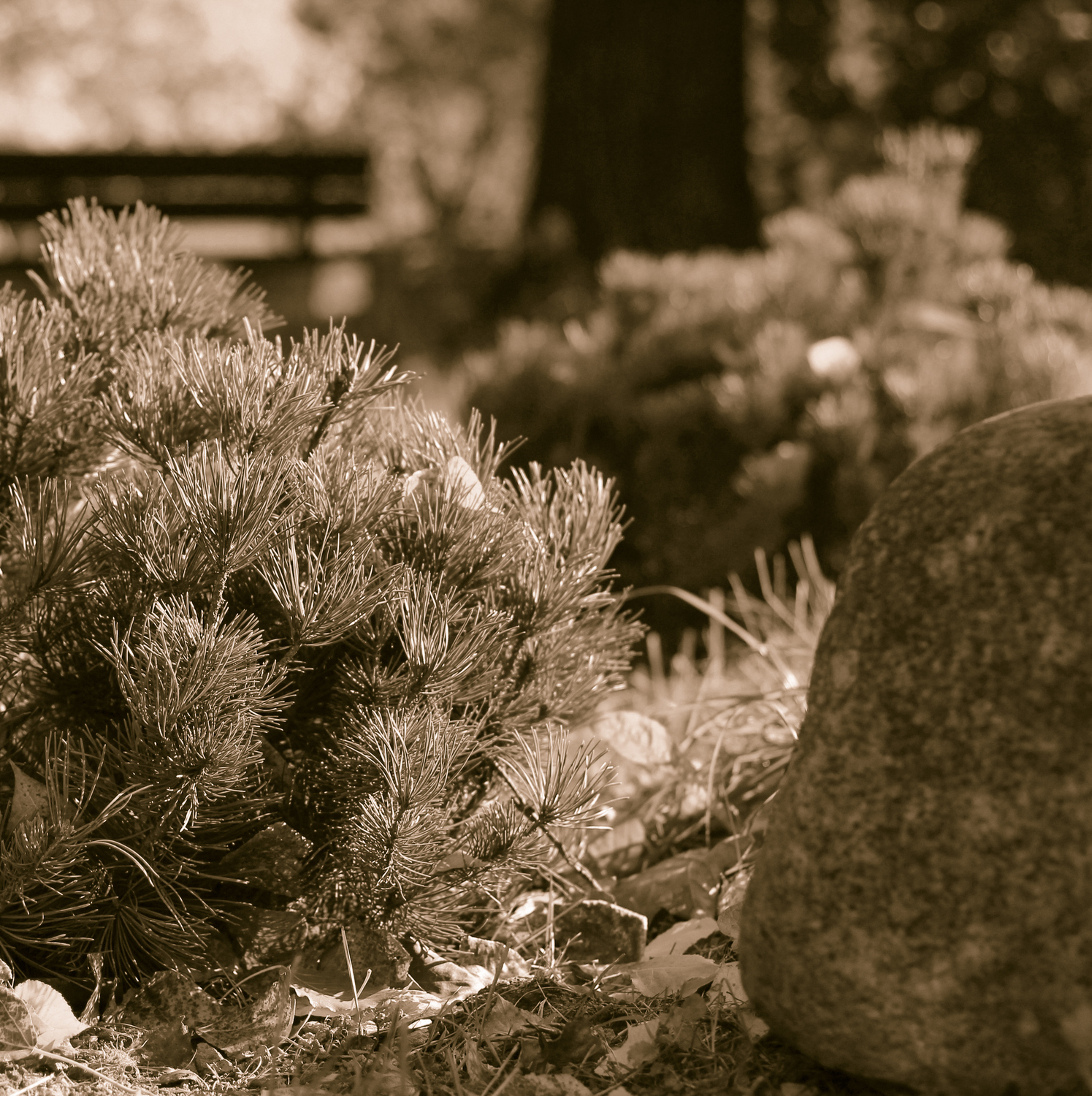 озеленение